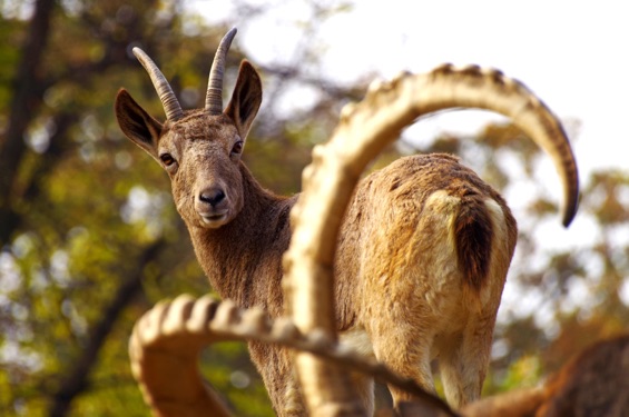 Erzherzog Johann Jodler