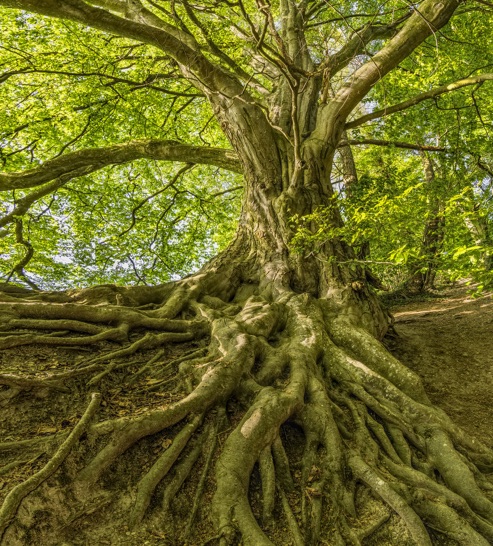 es steht ein Baum im Odenwald