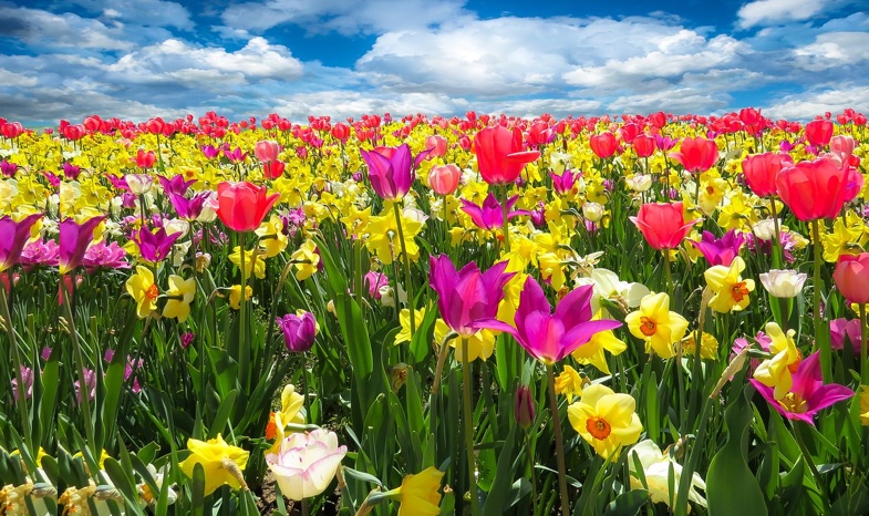 Es tönen die Lieder