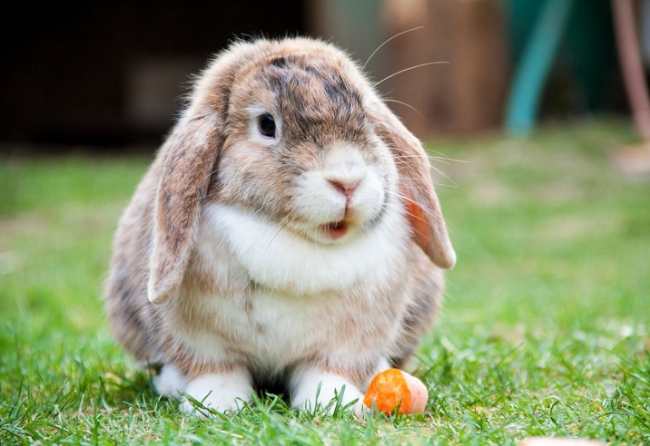 Haeschen in der Grube
