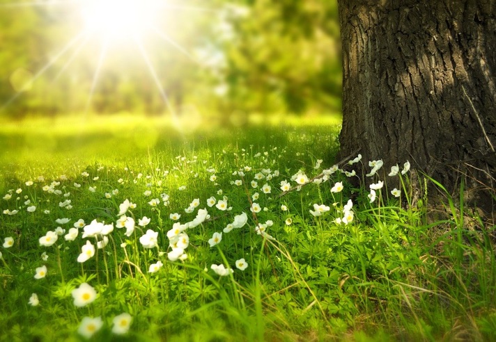 Ich ging durch einen grasgrünen Wald