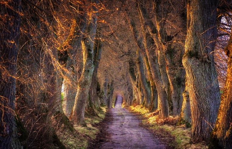im wald da sind die räuber