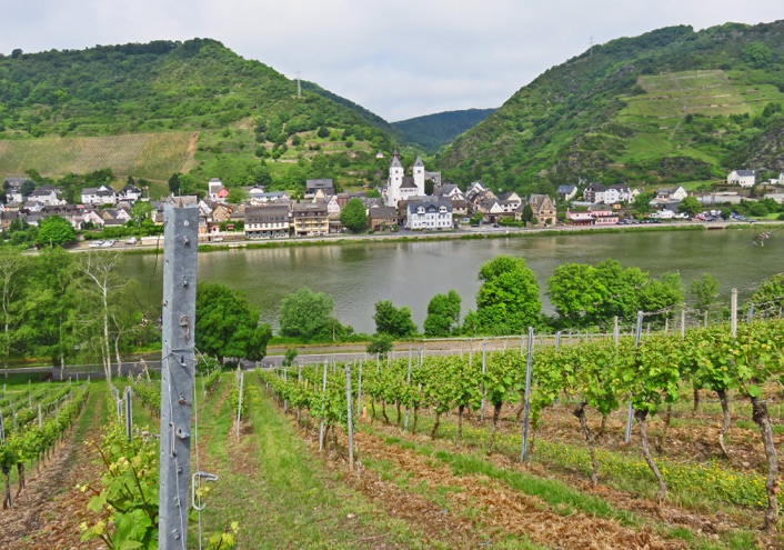 Weinberge an der Mosel