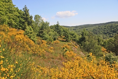 Hahnenbachtal Huhnsrück