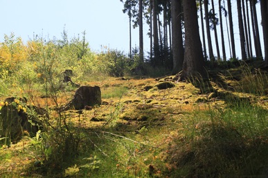 Hahnenbachtal Hunsrück