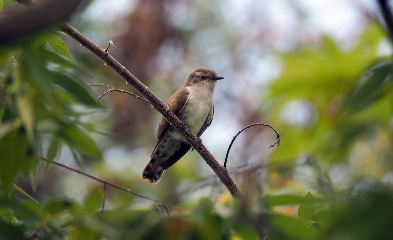 rühret die trommeln maifest