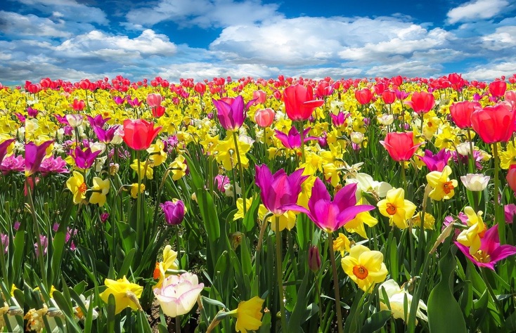 nun will der lenz uns grüssen