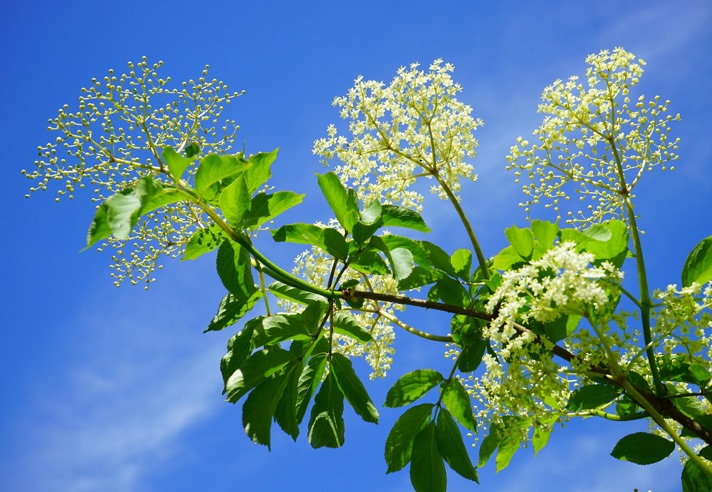 Rosestock und Holderblüh