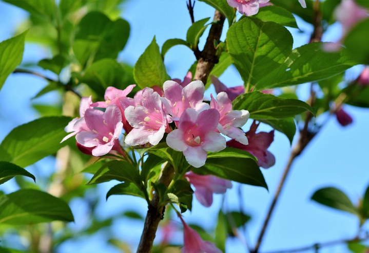 Wenn die blätter leise rauschen