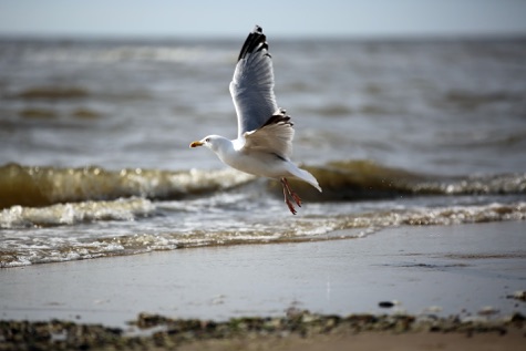 Wo die Nordseewellen