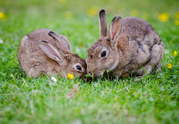 Brunnen Zugspitzarena AT